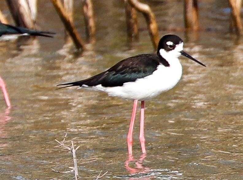 Black-necked Stilt (Black-necked) - ML647365646
