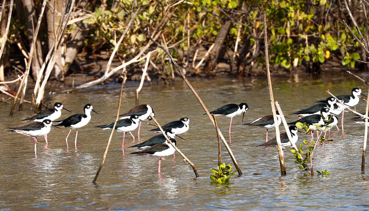 Black-necked Stilt (Black-necked) - ML647365648