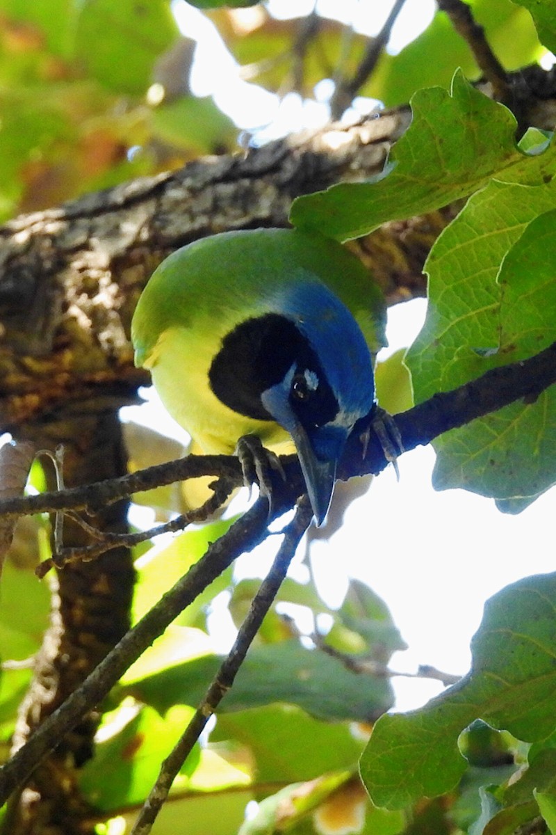 Green Jay - ML647365649