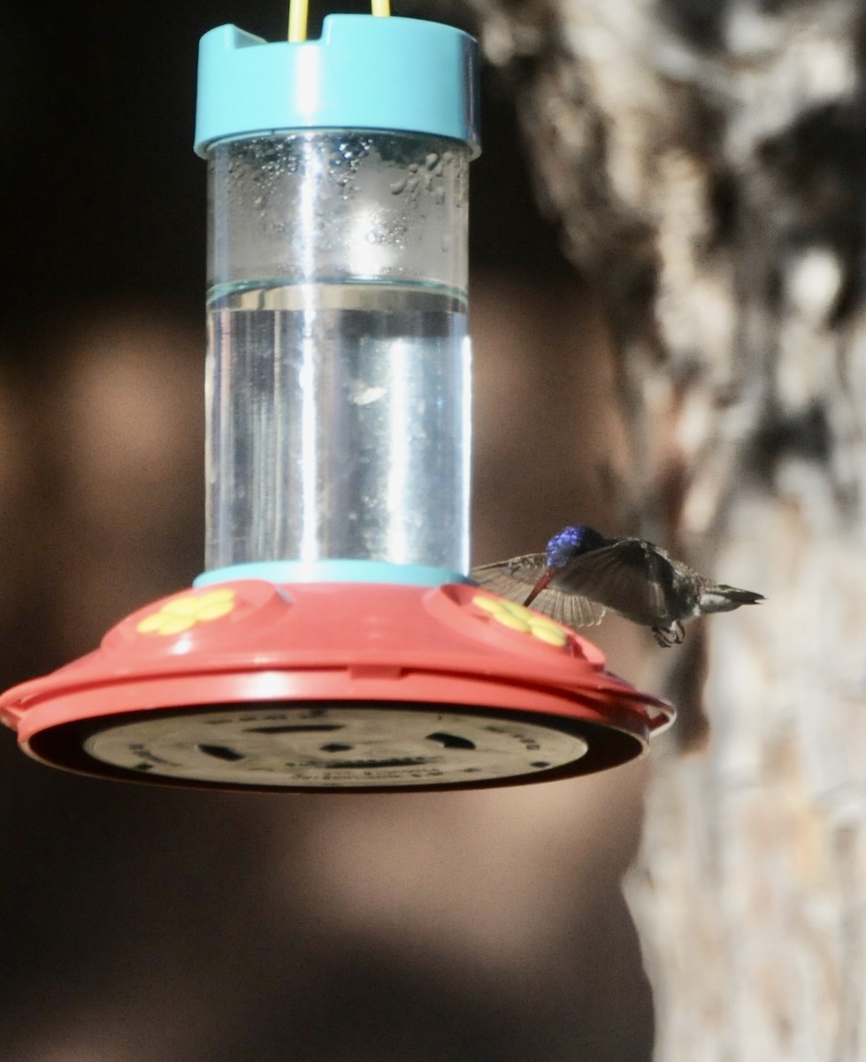 Violet-crowned Hummingbird - ML647365658