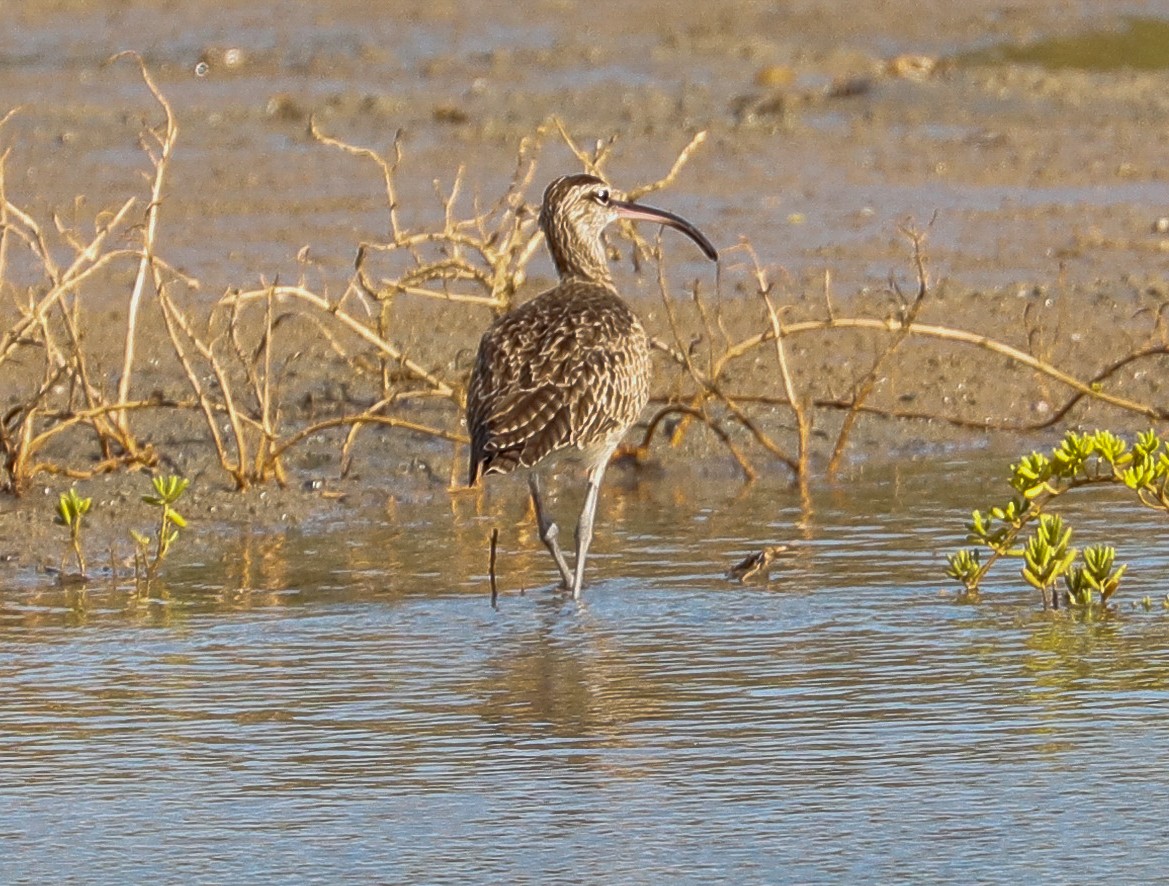 Hudsonian Whimbrel - ML647365666
