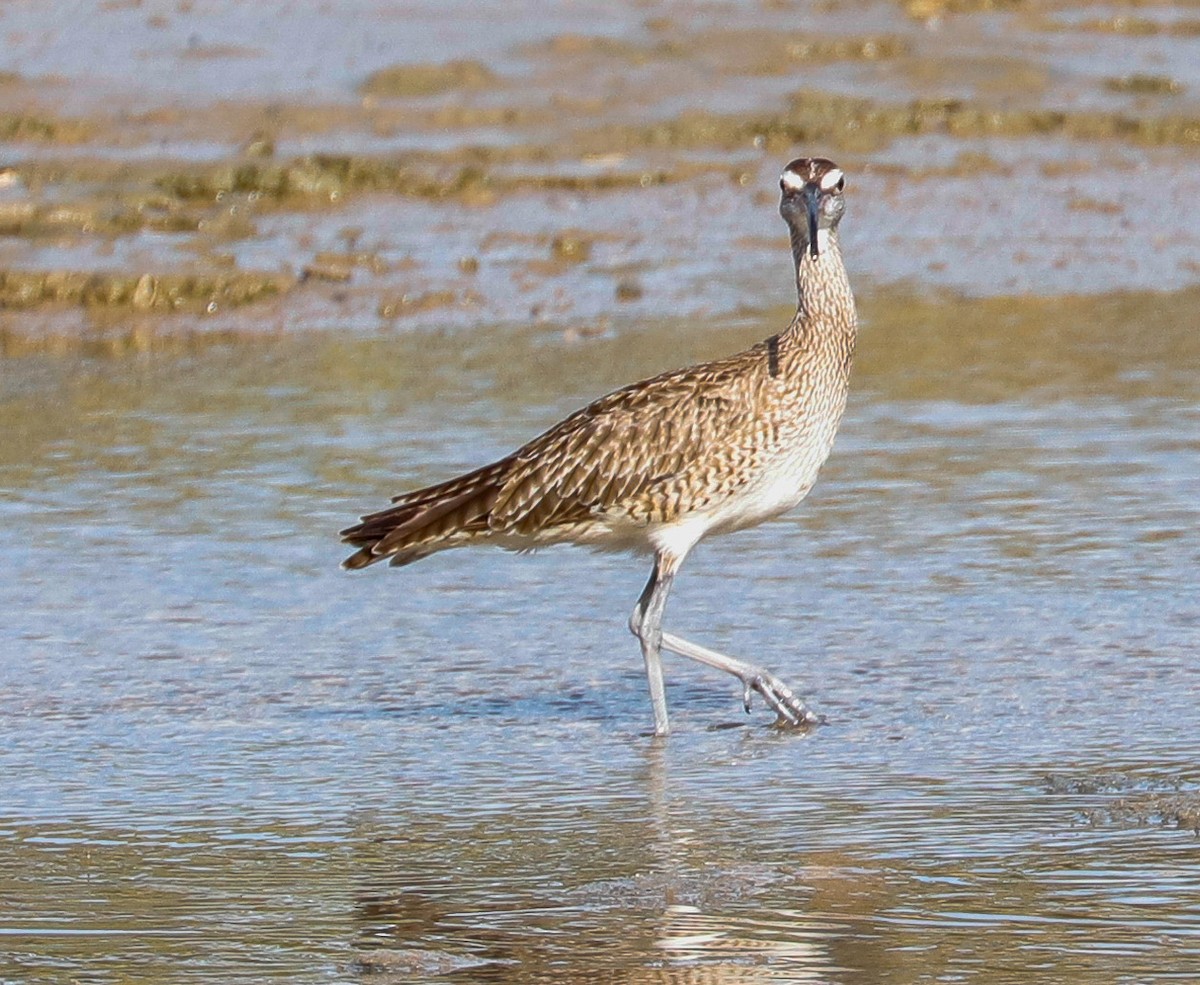 Hudsonian Whimbrel - ML647365667