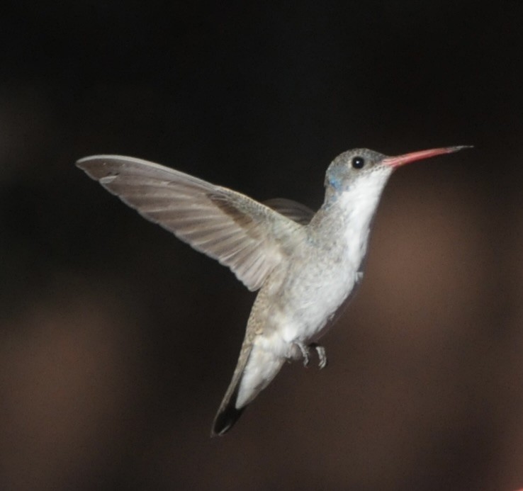 Violet-crowned Hummingbird - ML647365671