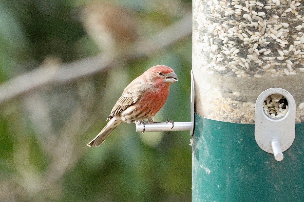 House Finch - ML647365672