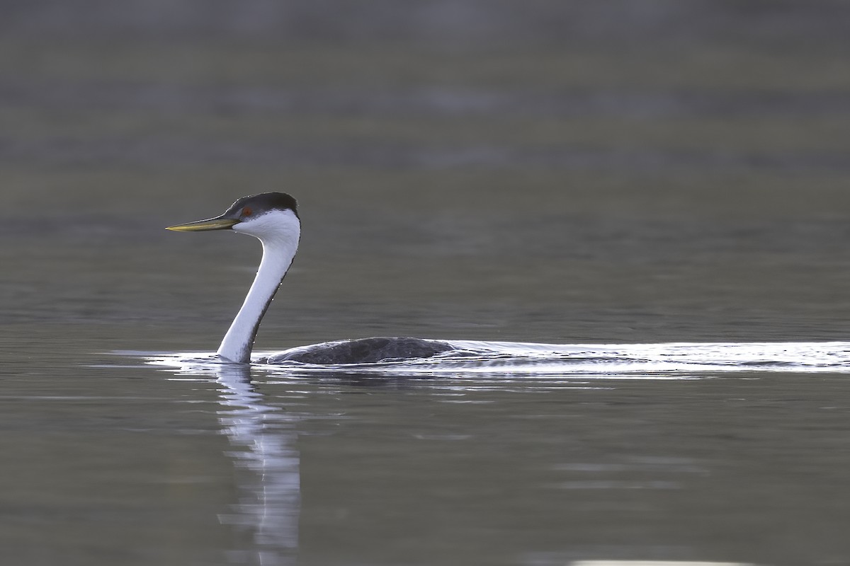 Западная поганка - ML647365676