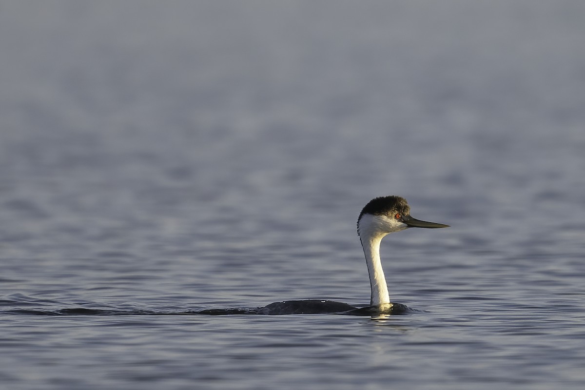 Западная поганка - ML647365677