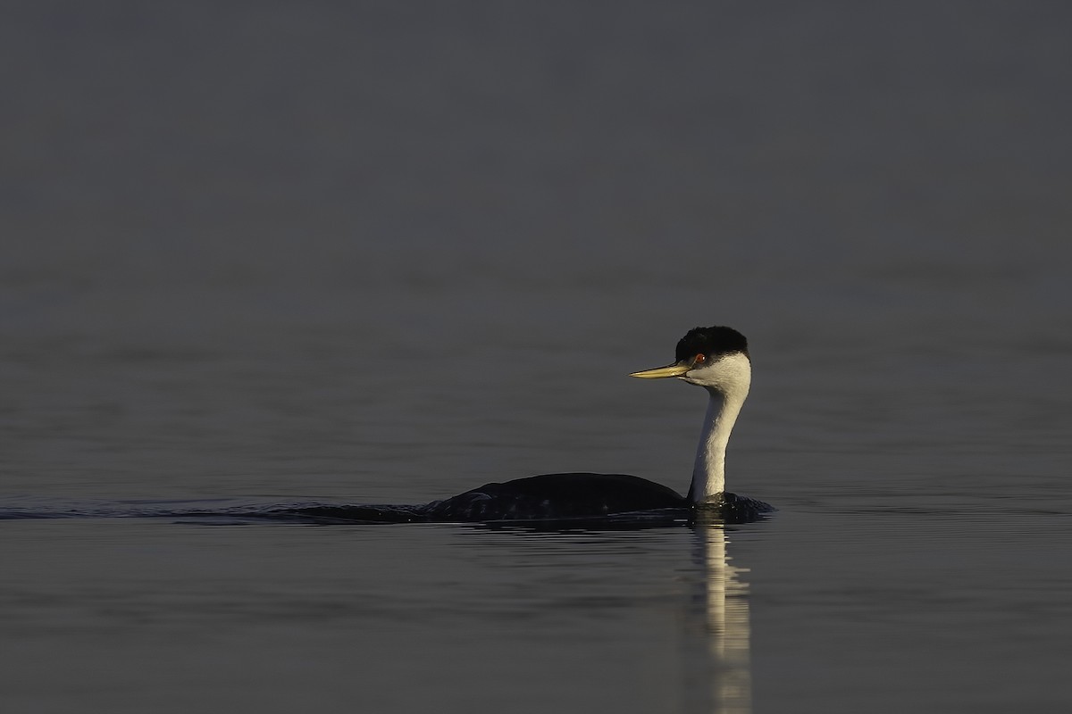 Западная поганка - ML647365679