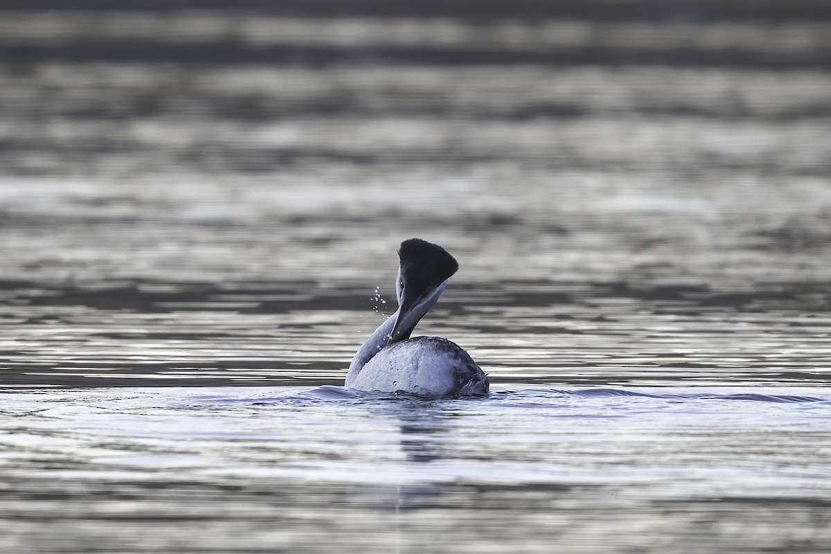 Западная поганка - ML647365680