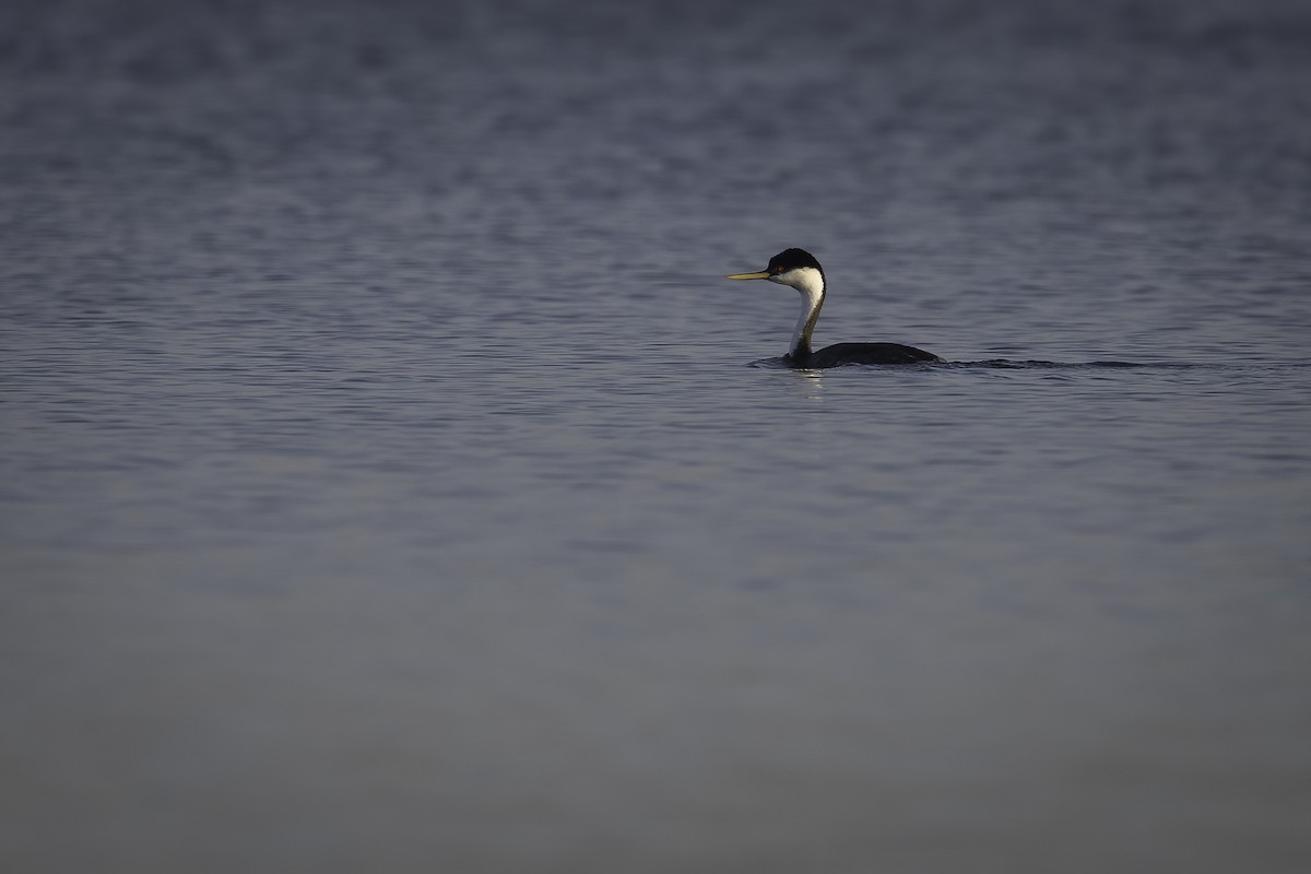 Западная поганка - ML647365681