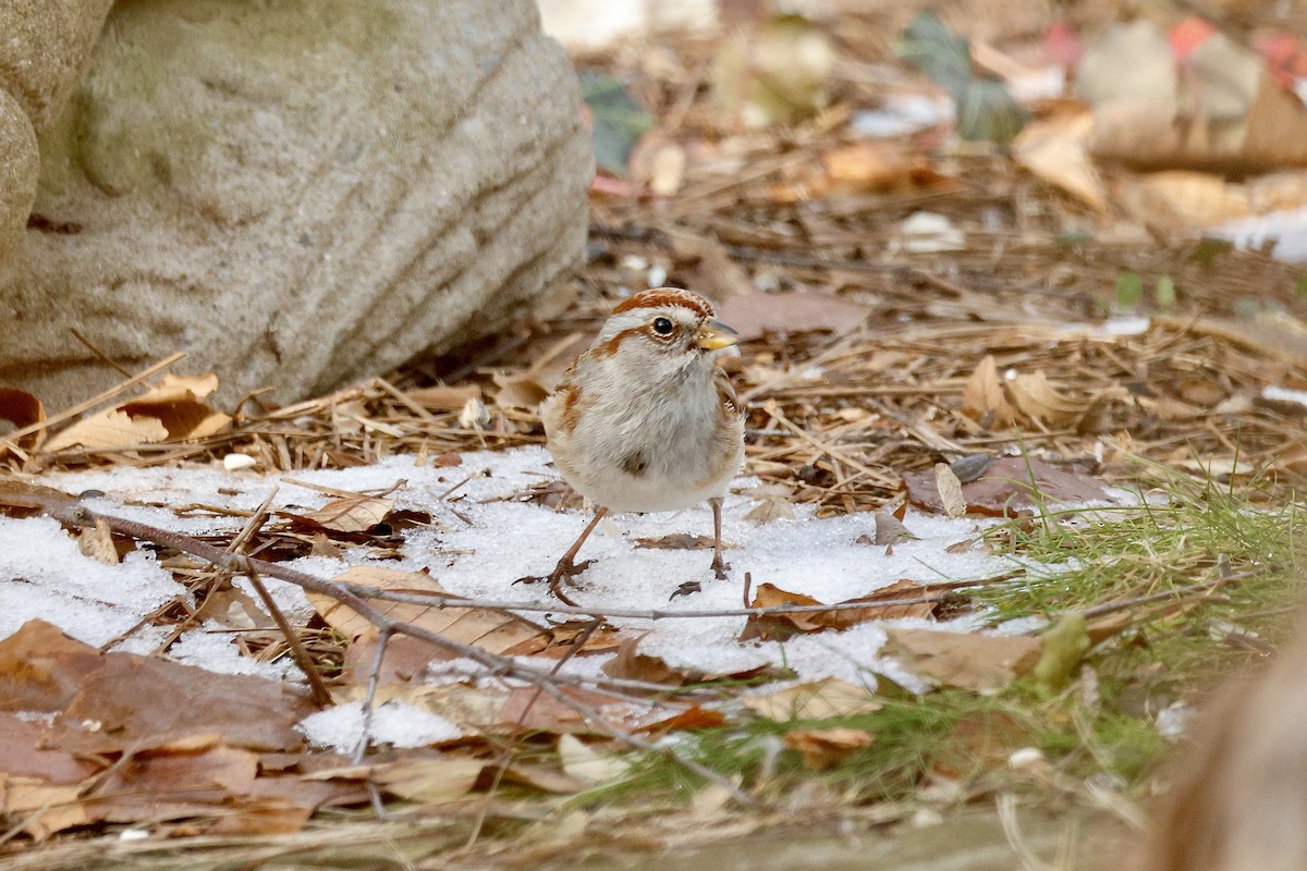 American Tree Sparrow - ML647365694