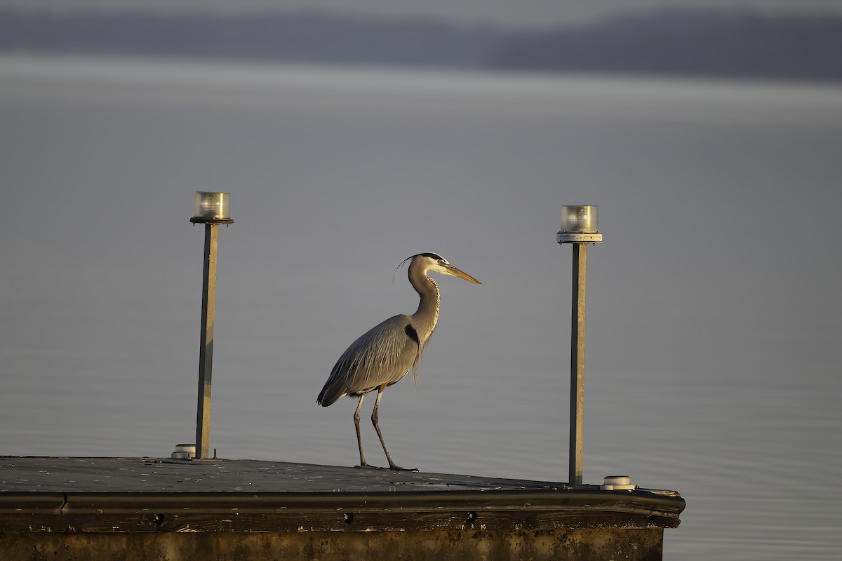 Большая голубая цапля - ML647365695