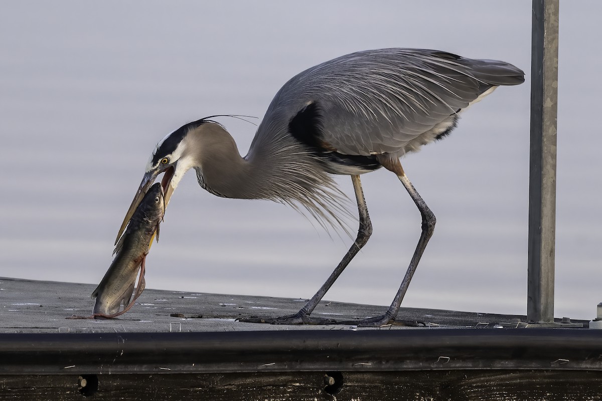 Большая голубая цапля - ML647365696