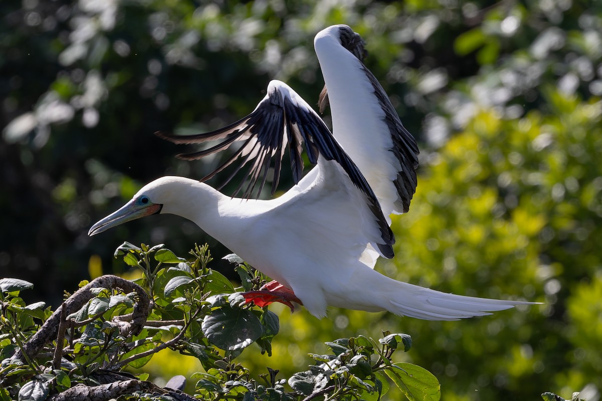 Сула червононога - ML647365710