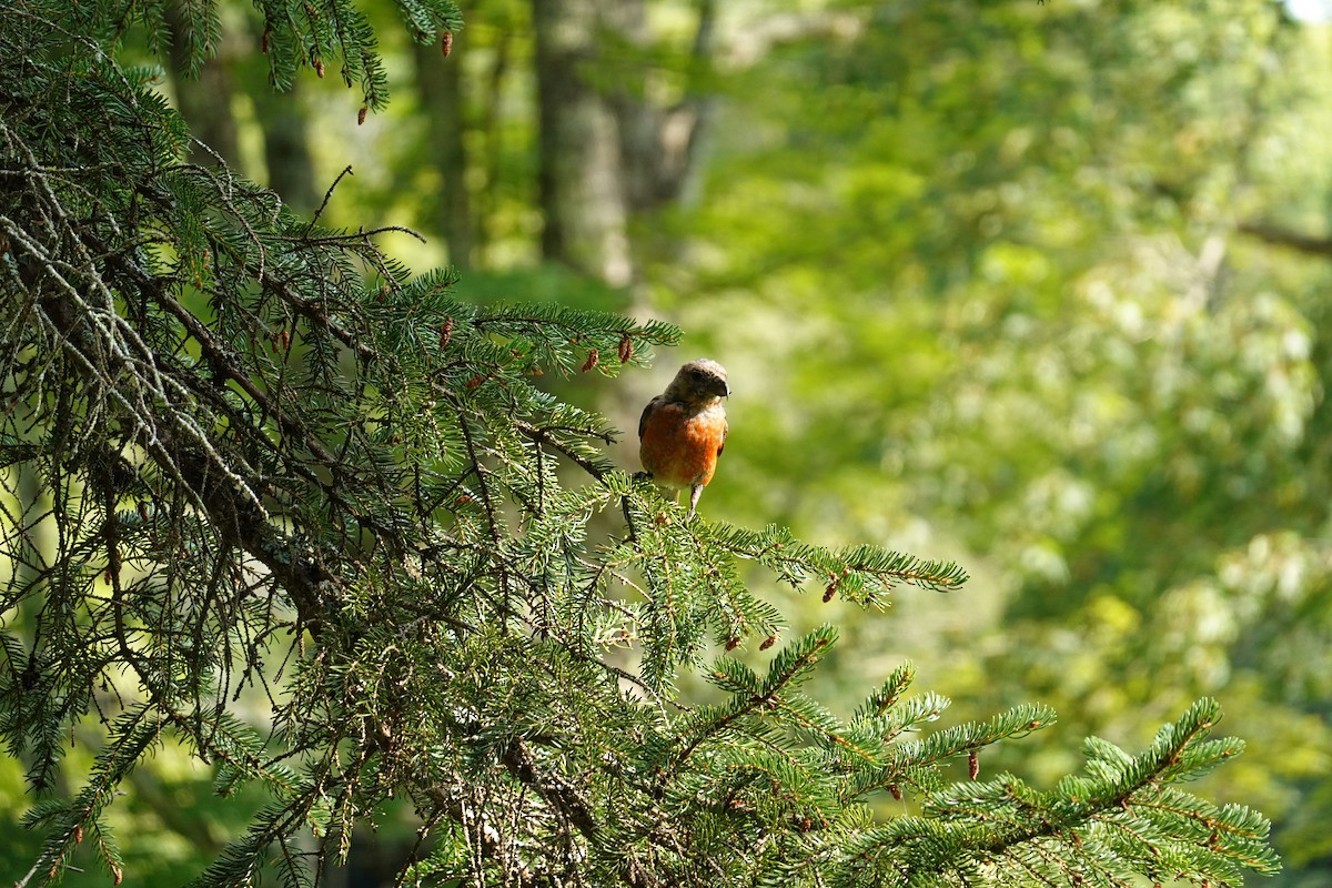 イスカ - ML647365713