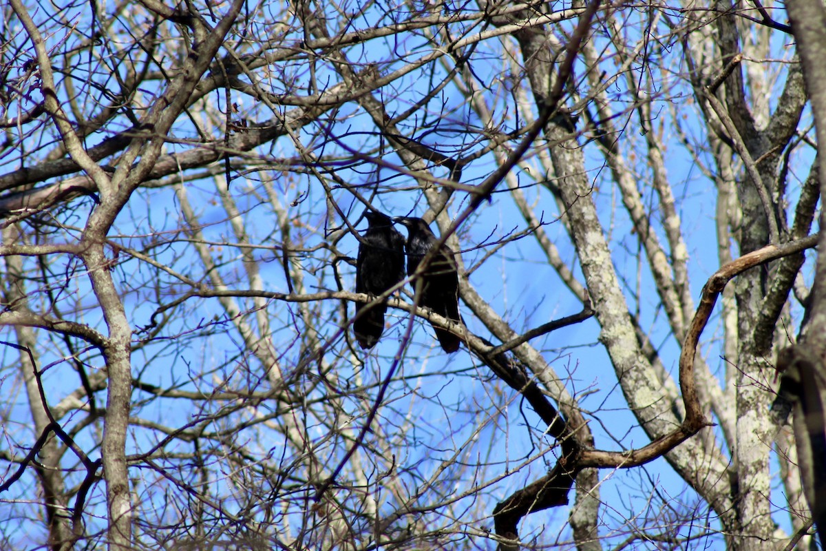עורב שחור - ML647365714
