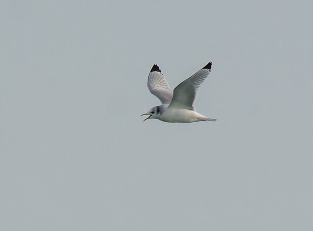 Black-legged Kittiwake - ML647365715
