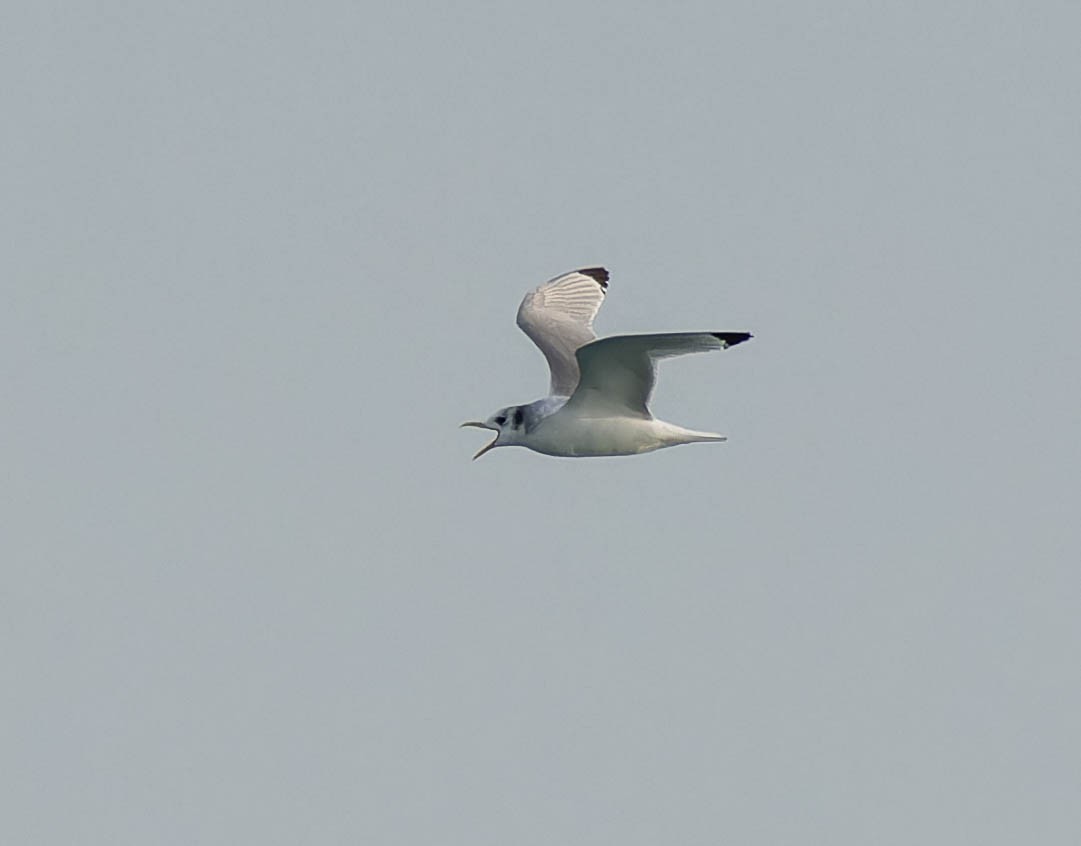 Black-legged Kittiwake - ML647365716