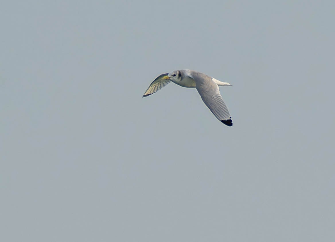 Black-legged Kittiwake - ML647365717