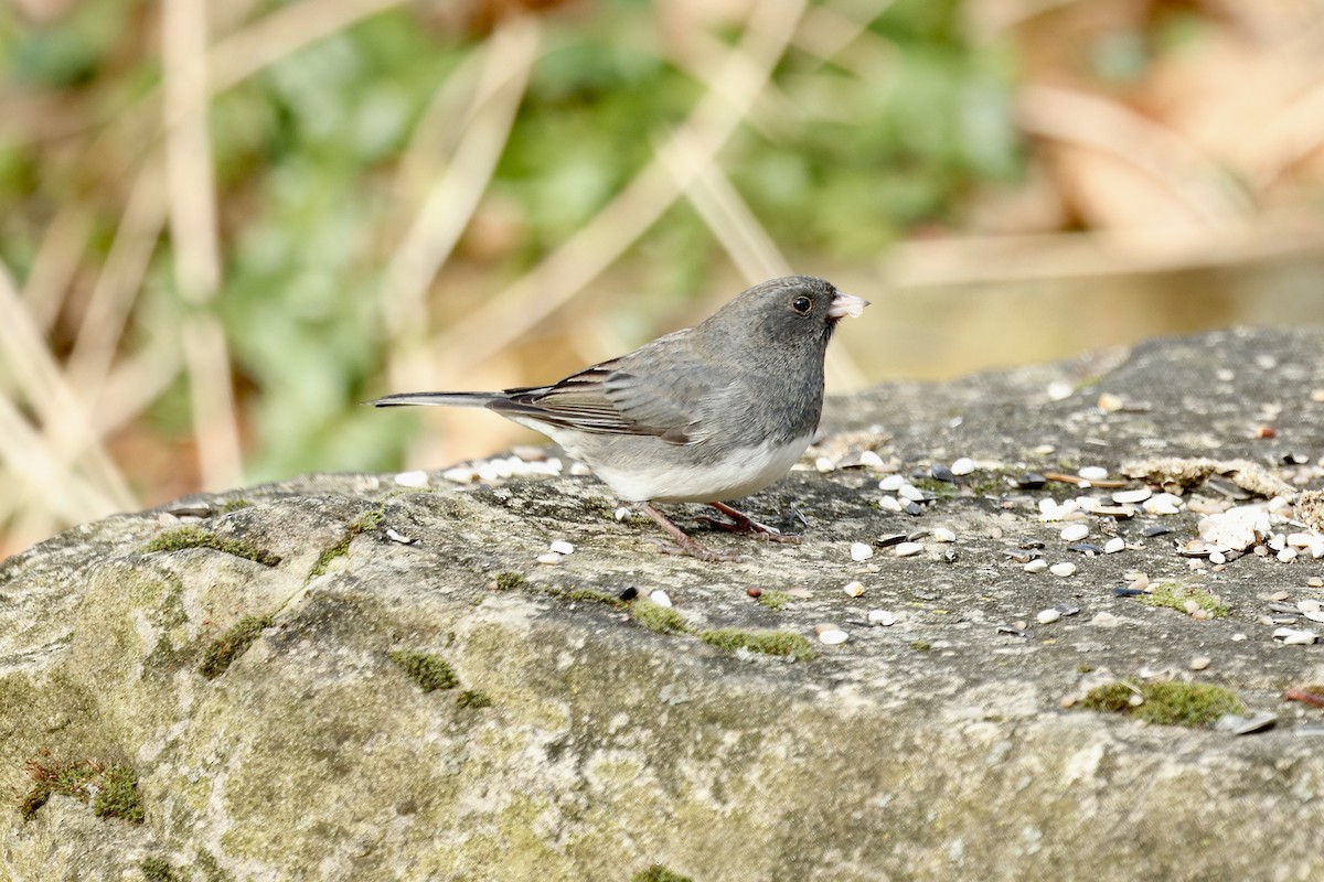 Dark-eyed Junco - ML647365718