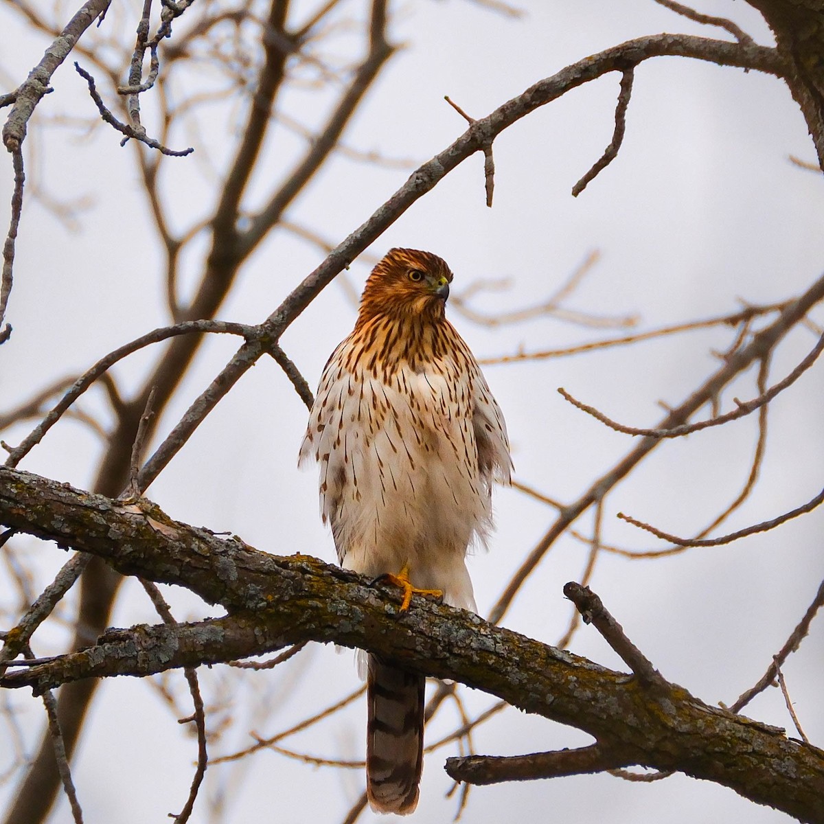 Cooper's Hawk - ML647365719