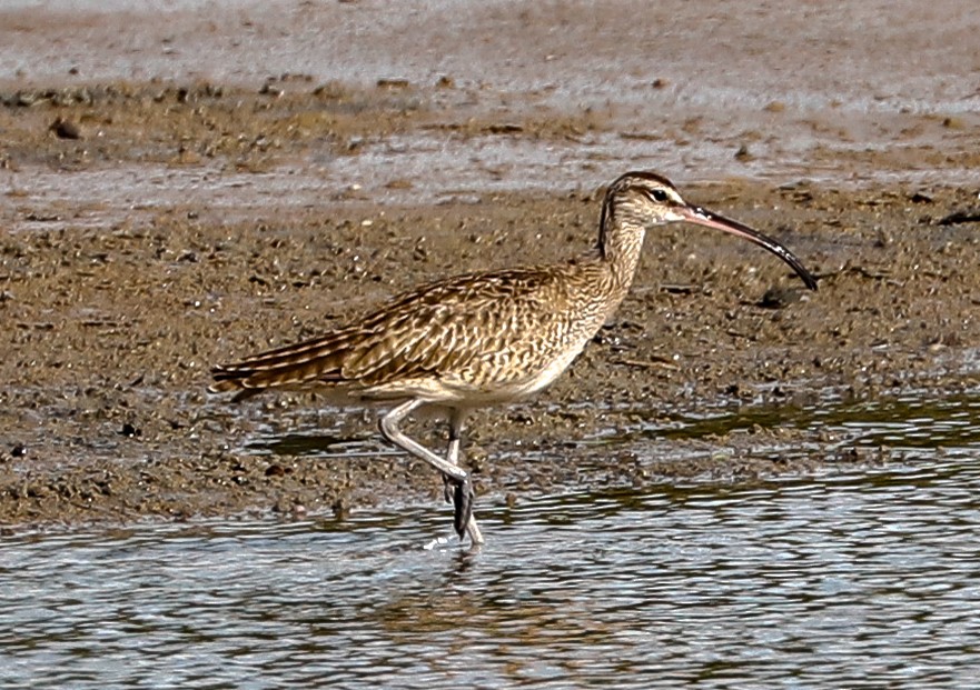 Hudsonian Whimbrel - ML647365720