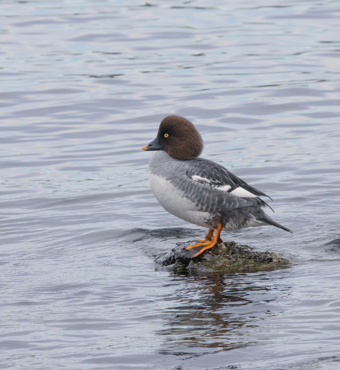 Common Goldeneye - ML647365721