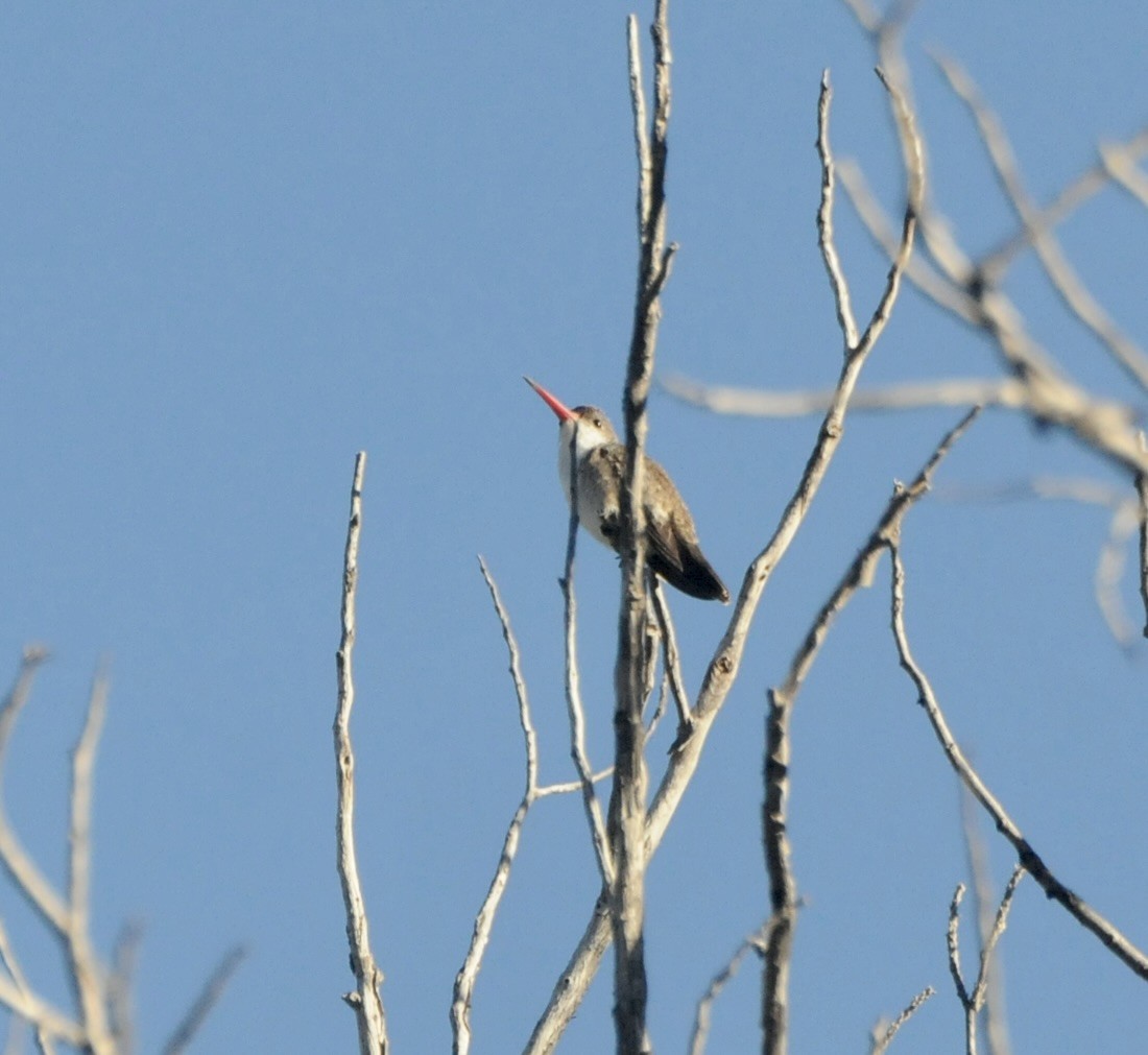 Violet-crowned Hummingbird - ML647365722