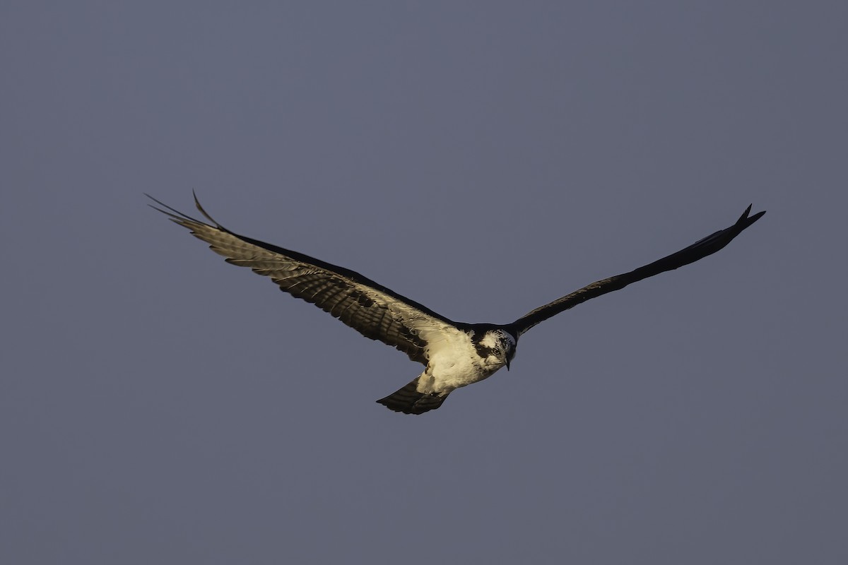 Скопа - ML647365726