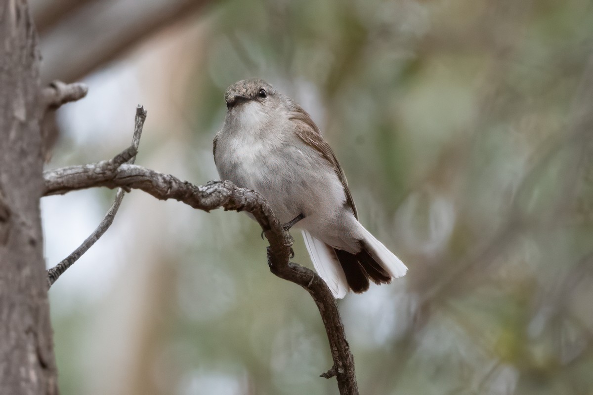 Miro enchanteur - ML647365734