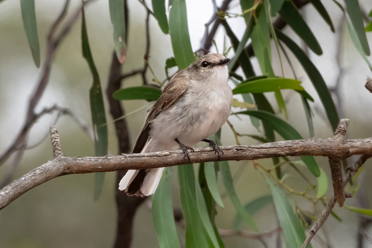 Miro enchanteur - ML647365735