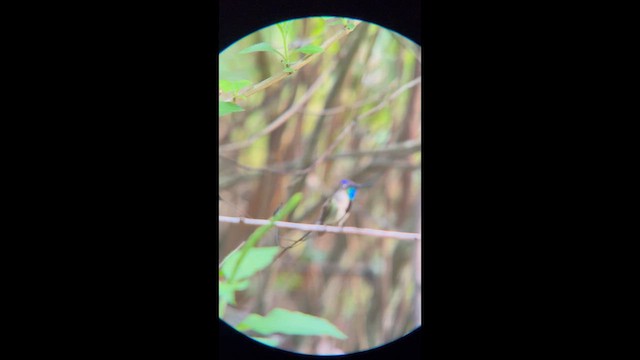 Колибри-ракетохвост - ML647365737