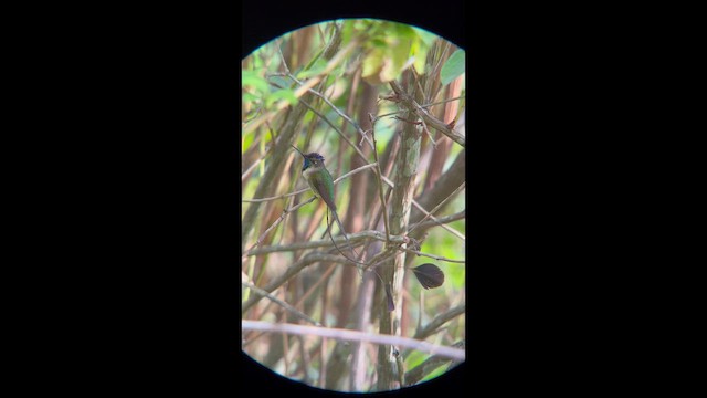 Колибри-ракетохвост - ML647365739