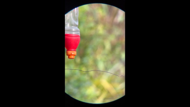 Колибри-ракетохвост - ML647365740