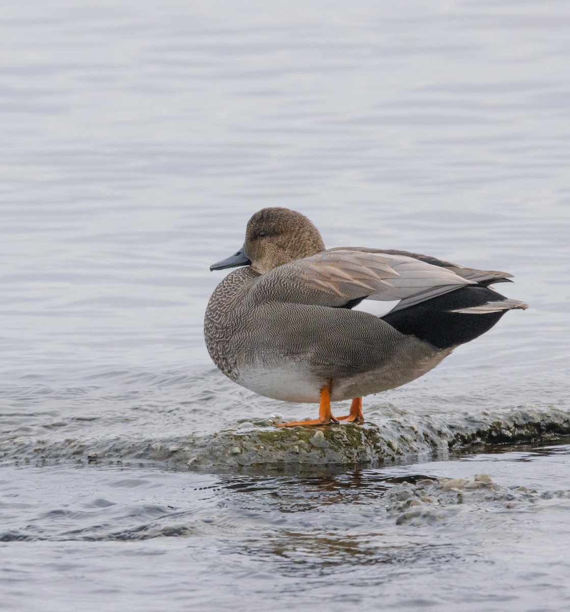 Gadwall - ML647365743