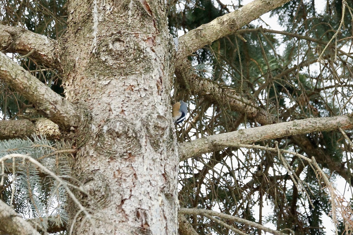 Red-breasted Nuthatch - ML647365750