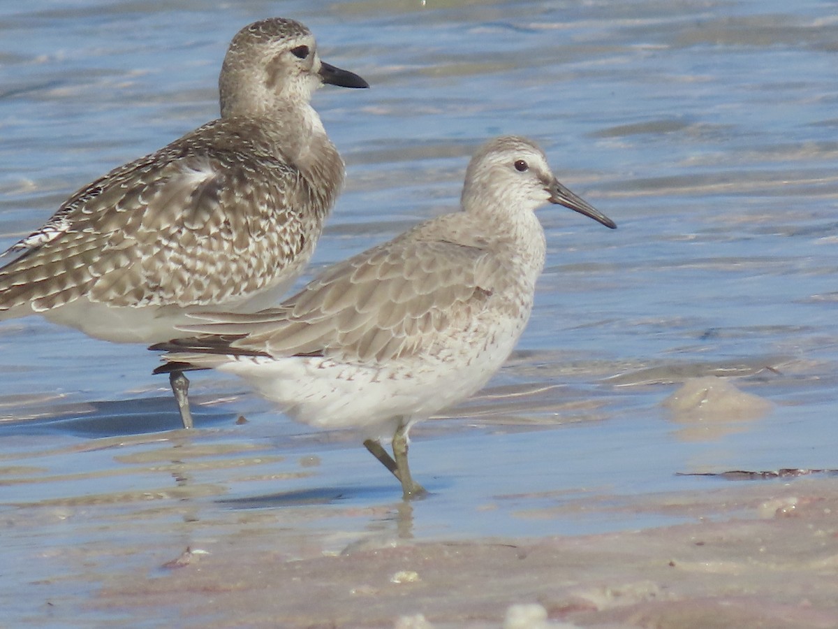 Исландский песочник - ML647365757