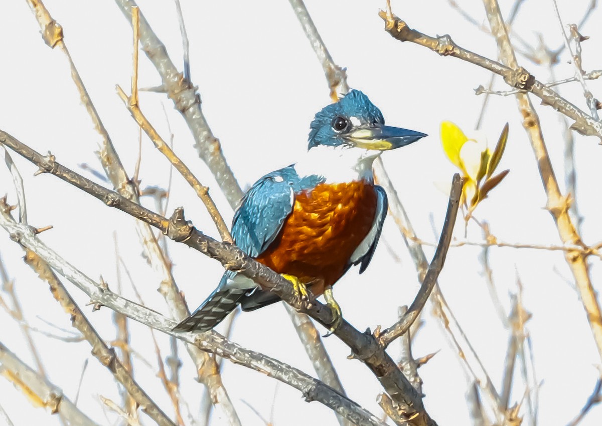 Ringed Kingfisher - ML647365763
