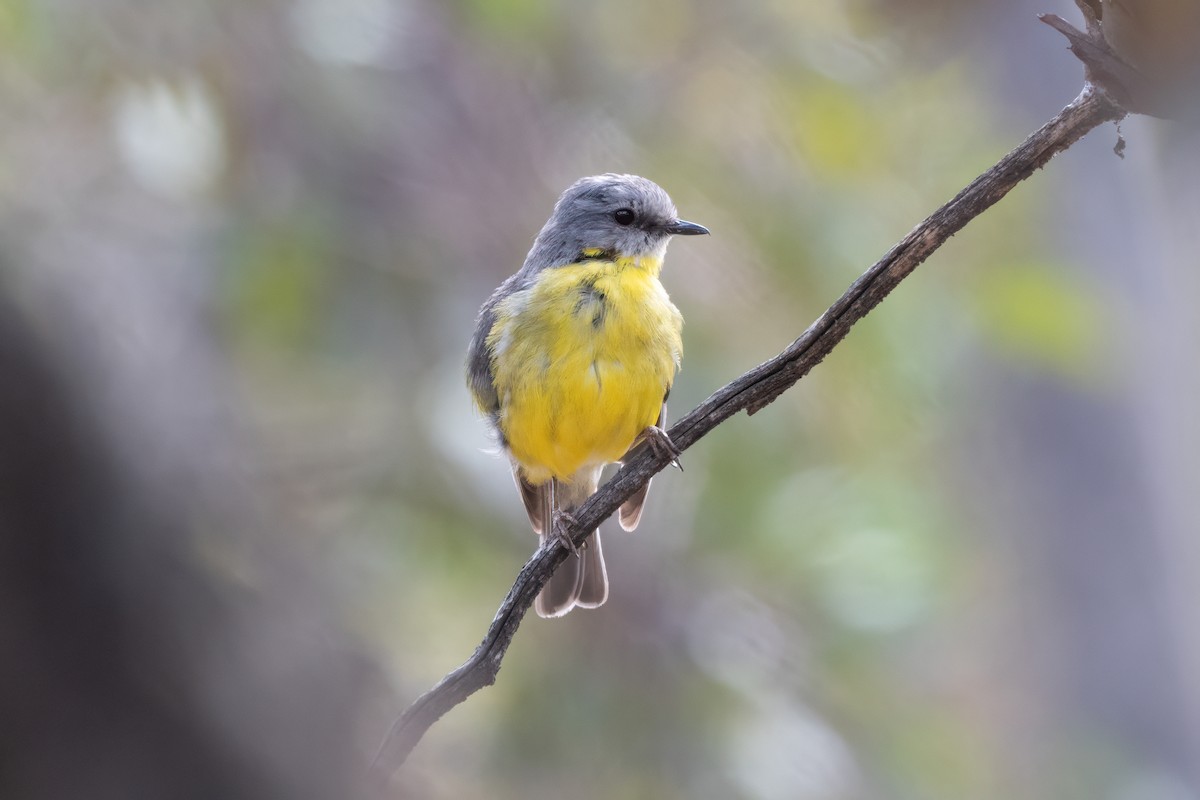 lejsčík žlutý - ML647365766