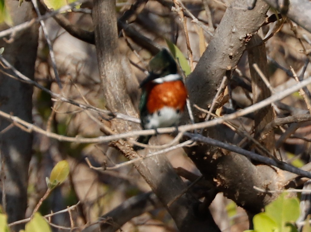 Amazon Kingfisher - ML647365771