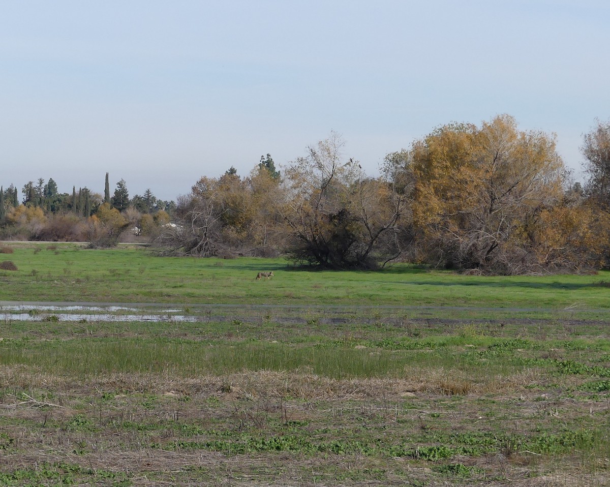 Coyote - ML647365773