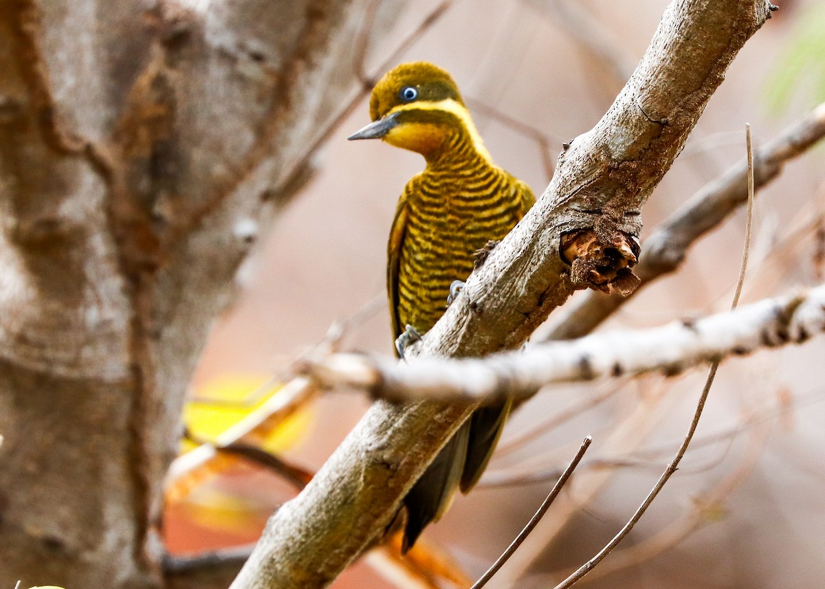 Golden-green Woodpecker (Golden-green) - ML647365790