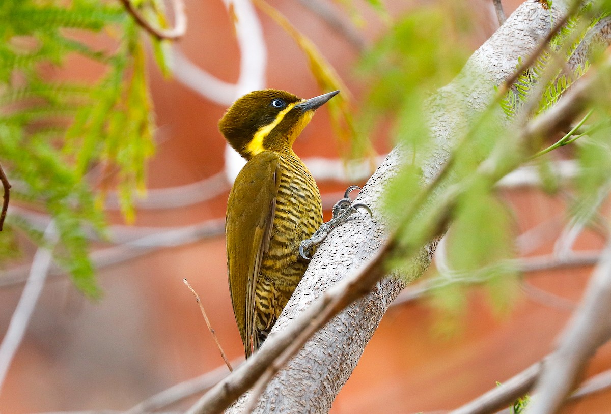 Golden-green Woodpecker (Golden-green) - ML647365791