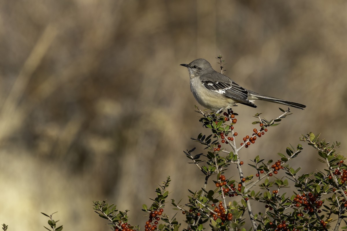 Многоголосый пересмешник - ML647365794