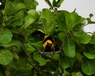 Yellow-tailed Oriole - ML647365795
