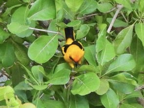 Yellow-tailed Oriole - ML647365796