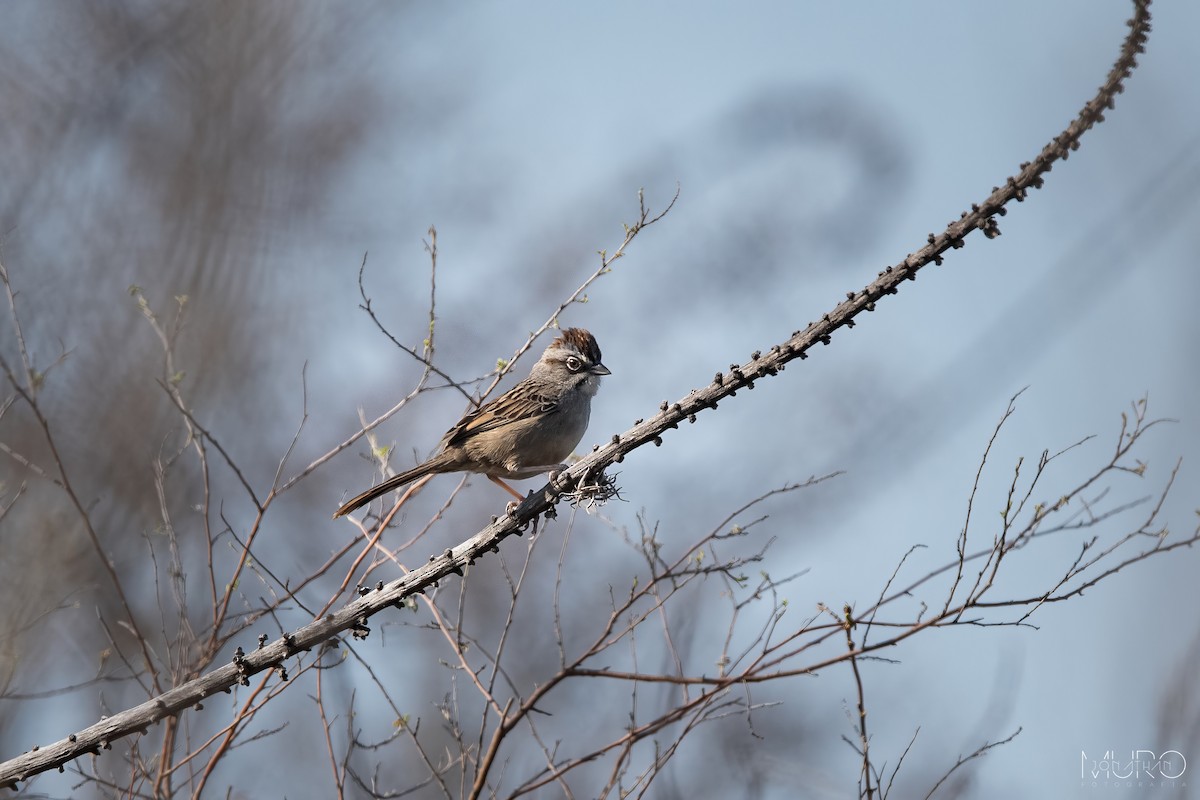 Oaxaca Sparrow - ML647365797