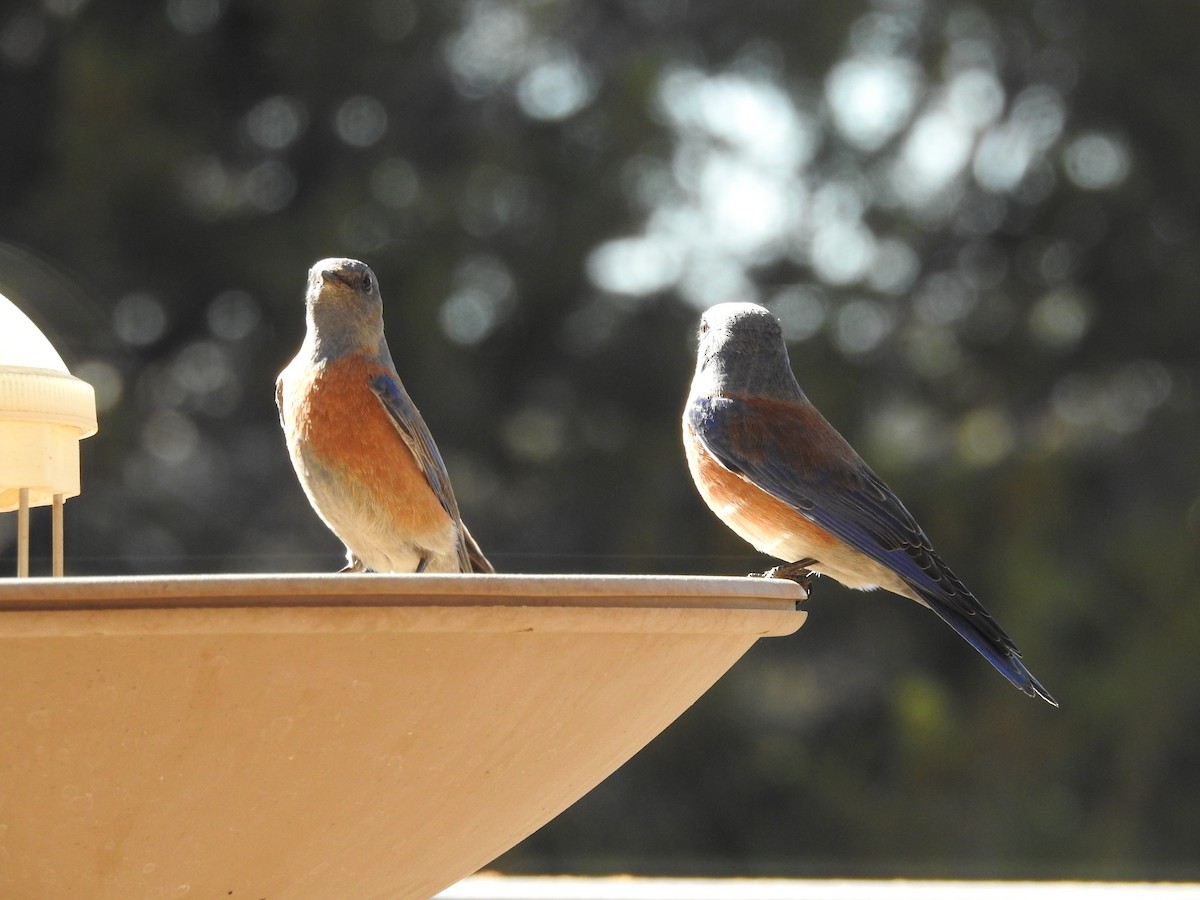 Западная сиалия - ML647365799