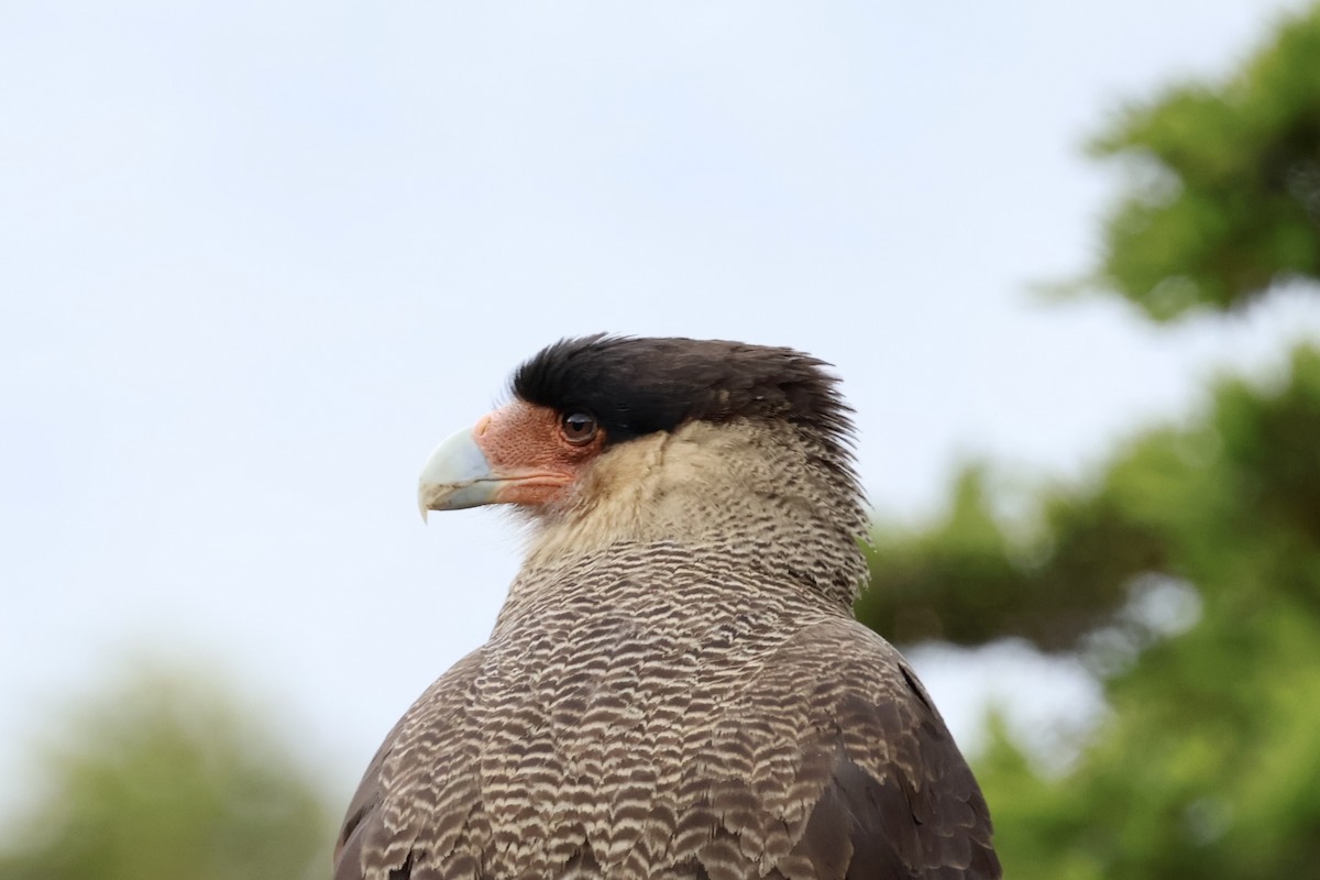 Crested Caracara (Southern) - ML647365800