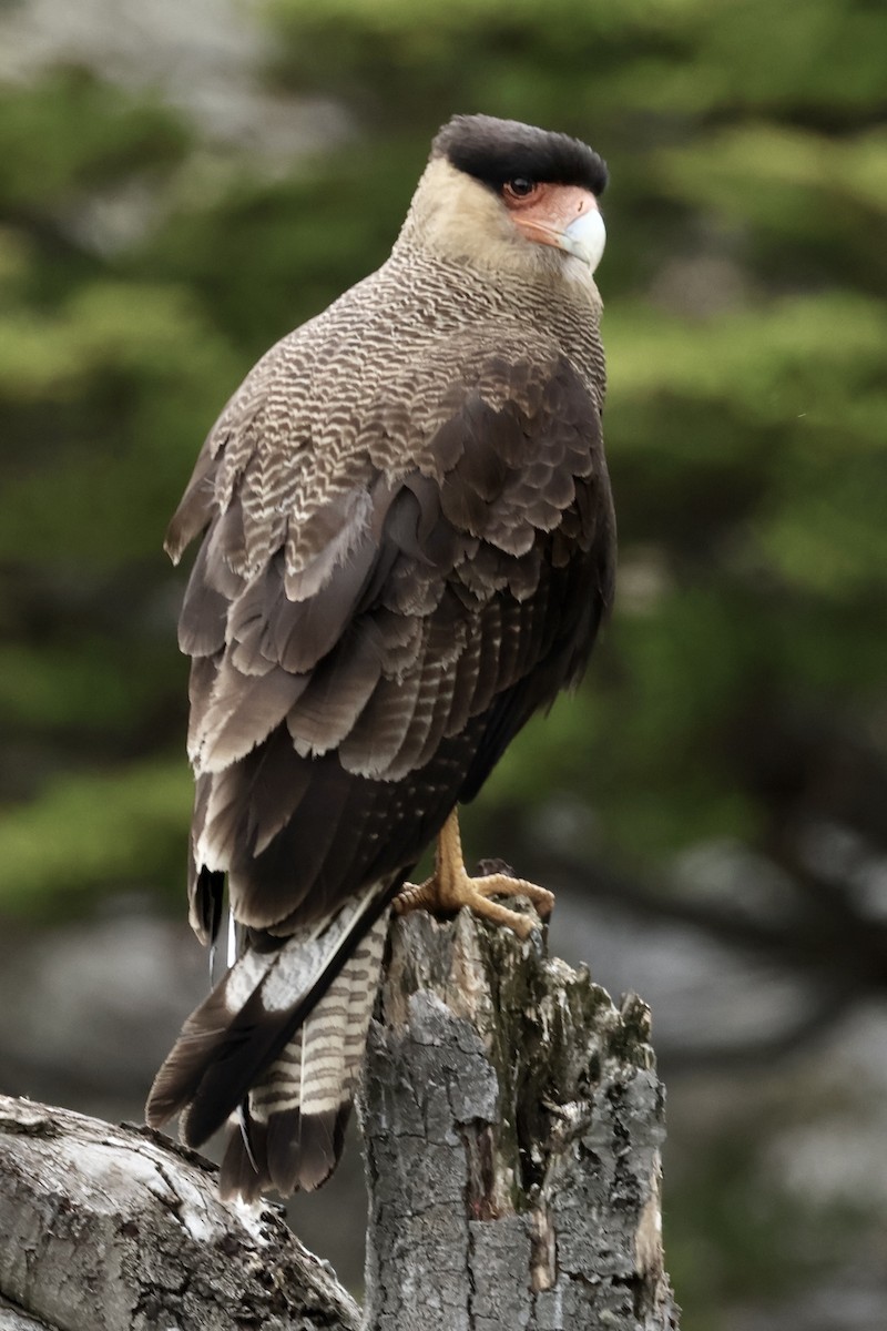 Crested Caracara (Southern) - ML647365801