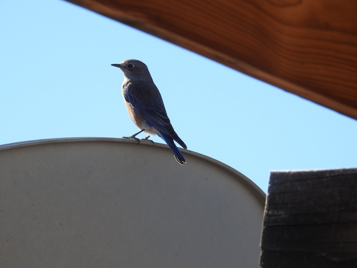 Западная сиалия - ML647365802